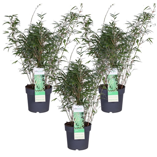 "3x - Fargesia rufa - ↨80cm - Ø23 image"