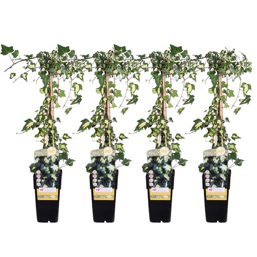 "4x - Hedera helix 'Gold Heart' - ↨65cm - Ø15 image"