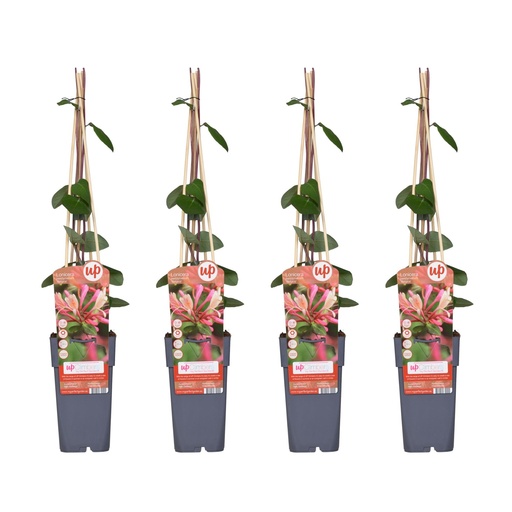 "4x - Lonicera periclymenum 'Belgica' - ↨65cm - Ø15 image"