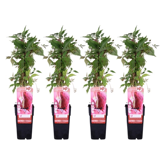 "4x - Parthenocissus q. var. 'Engelmannii' - ↨65cm - Ø15 image"