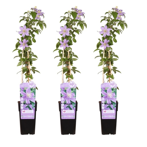 "3x - Clematis Justa - ↕65cm - Ø15 image"
