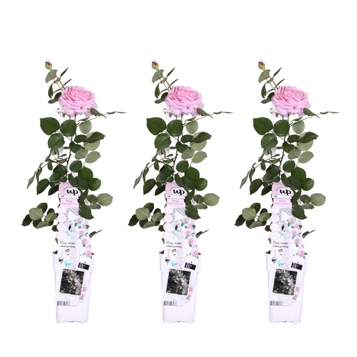 "3x - Rosa Crazy in love 'Rosa' - ↨65cm - Ø15 image"