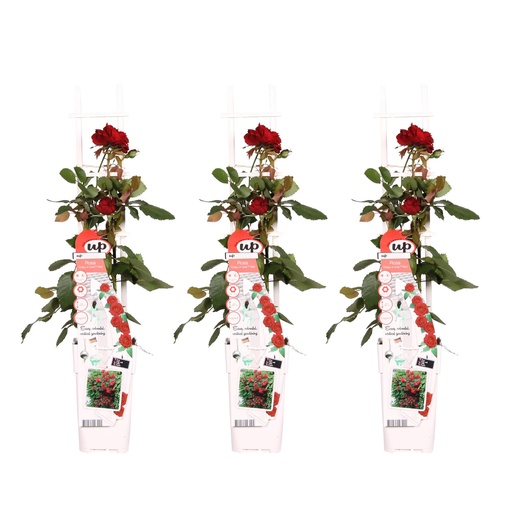 "3x - Rosa Crazy in love 'Rot' - ↨65cm - Ø15 image"