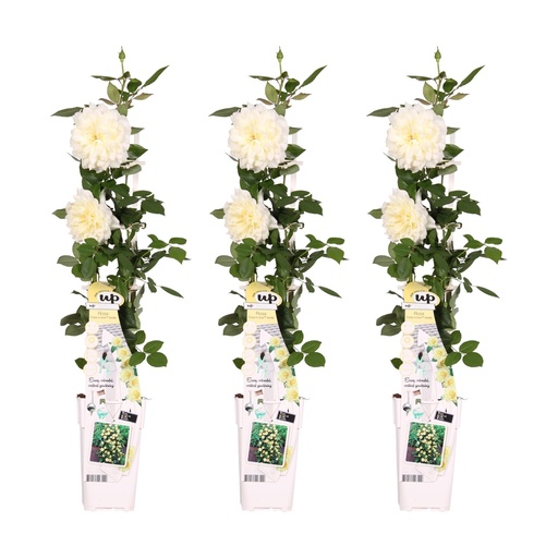 "3x - Rosa Crazy in love 'Vanille' - ↨65cm - Ø15 image"