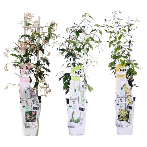 "3x - Trachelospermum Mischung - ↨65cm - Ø15 image"