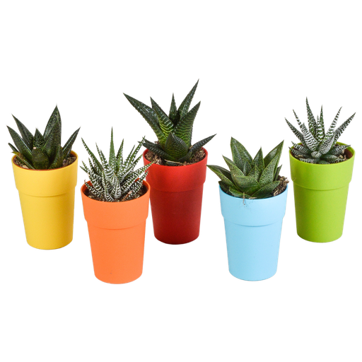 "Gasteria/Haworthia-Mischung 5,5cm - 5x - in gekleurde plasticpot image"
