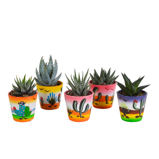 "Gasteria/Haworthia-Mischung 5,5cm - 5x - in Mexicaanse pot image"