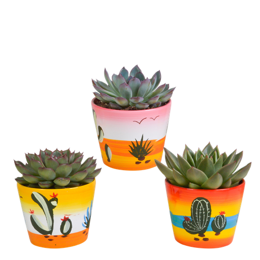 "Echeveria-Mix 10,5 cm - 3x - in Mexicaanse pot image"