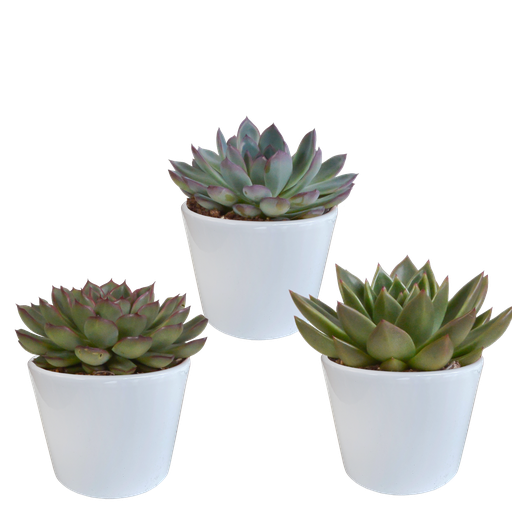 "Echeveria-Mix 10,5 cm - 3x - in witte pot image"