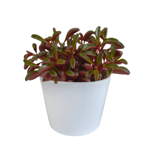 "Peperomia graveolens - in weißem Topf image"