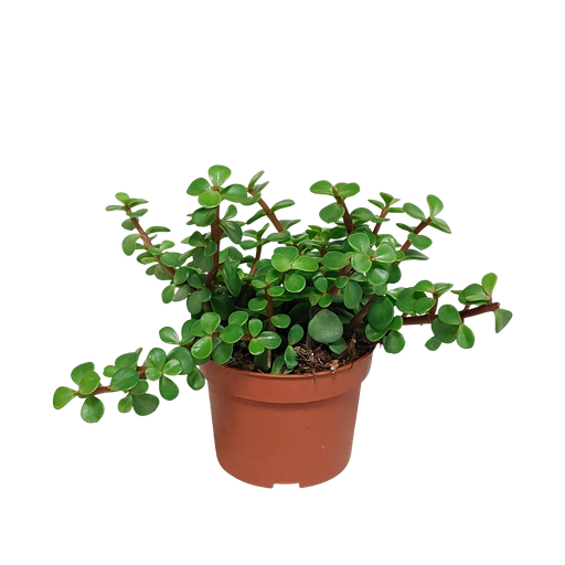 "Portulaca afra - ohne Topf image"