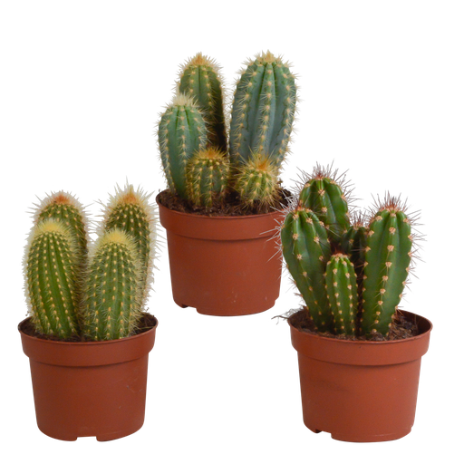 "Cereus-Mischung 10,5 cm - 3x - ohne Topf image"