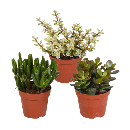 "Crassula-Mischung 8,5 cm - ohne Topf - 3x image"
