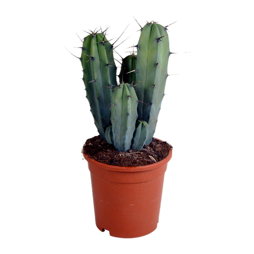 "Myrtillocactus-Geometrisierung 17 cm - ohne Topf image"