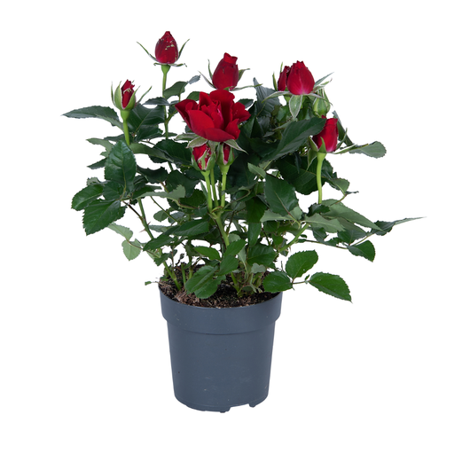 "Rosa Rot - Ø17cm - ↕45cm image"