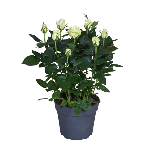 "Rosa wit - Ø17cm - ↕45cm image"