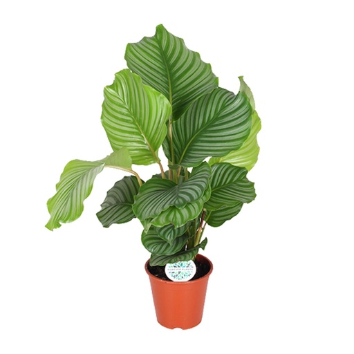 "Calathea Orbifolia - Ø17cm - ↕60cm image"