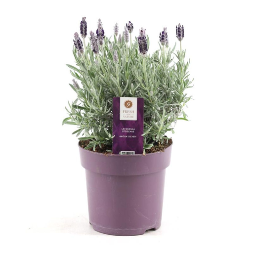"Lavendel stoechas Anouk silver Ø15 cm - ↕30 cm image"