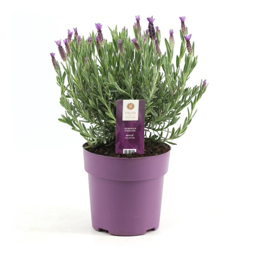"Lavendel stoechas Anouk rosa Ø15 cm - ↕30 cm image"