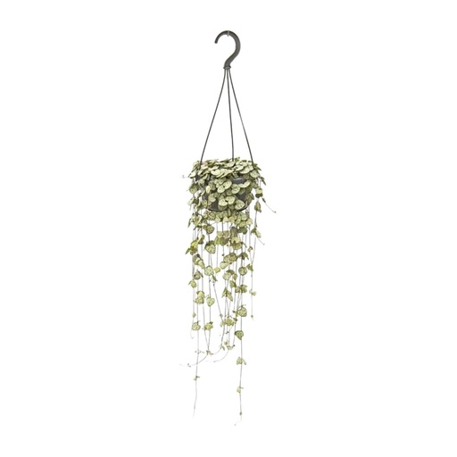"Ceropegia Woodii Hang - Ø14cm - ↕50cm image"