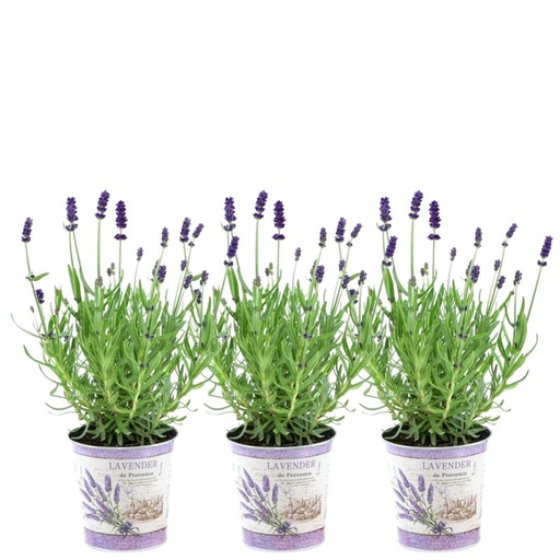 "Plants by Frank - Lavandula angustifolia Felice® im Dekotopf 'Lavenderprint' - 13 cm Topf - Set mit 3 echten Lavendeln im Dekotopf image"