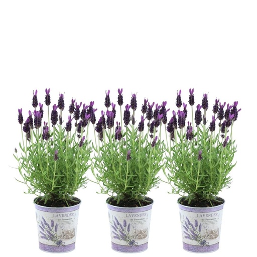 "Plants by Frank - Lavandula stoechas Anouk® im Dekotopf 'Lavenderprint' - 13 cm Topf - 3er-Set FranzÃ¶sischer Lavendel im Dekotopf image"