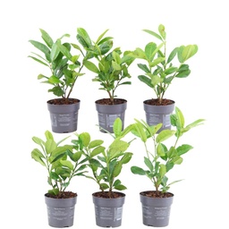 Plants by Frank - 1m Kirschlorbeer Hecke - Prunus laurocerasus 'Rotundifolia' - 