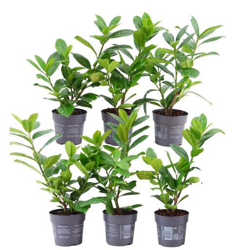 "Plants by Frank - 1 Meter Kirschlorbeerhecke - Prunus laurocerasus 'Novita' - Pflanzenset mit 6 winterharten Heckenpflanzen - Immergrüne Hecke - Direkt von der Gärtnerei geliefert image"