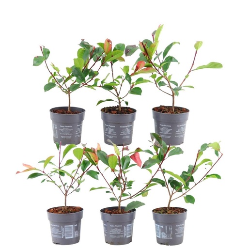 "Plants by Frank - 1 Meter Glanzmispel Hecke - Photinia fraseri 'Red Robin' - Pflanzenset mit 6 winterharten Heckenpflanzen - Immergrüne Hecke - Direkt von der Gärtnerei geliefert image"