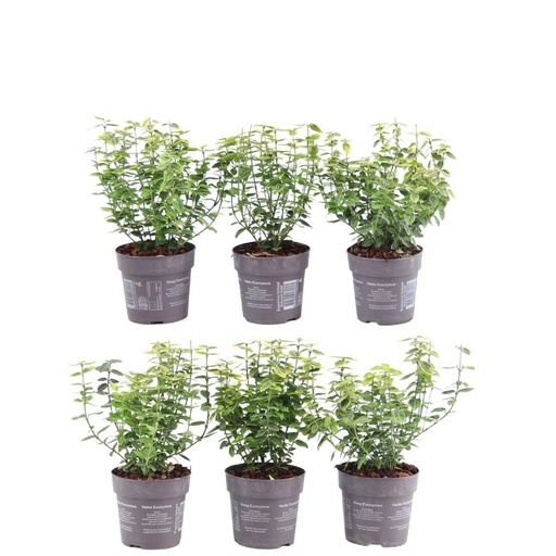 "Plants by Frank - 1 Meter Gelbe Spindelstrauch Hecke - Euonymus fortunei 'Emerald 'n' Gold' - Pflanzenset mit 6 winterharten Heckenpflanzen - Immergrïune Hecke - Direkt von der Gärtnerei geliefert image"