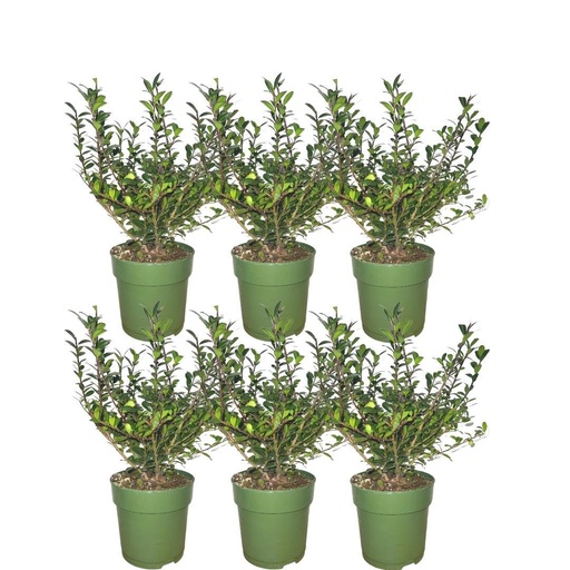 "Plants by Frank - 1 Meter Stechpalmen Hecke - Ilex crenata 'Jenny'® - Pflanzenset mit 6 winterharten Heckenpflanzen - ImmergrÃ¼ne Hecke - Direkt von der Gärtnerei geliefert image"