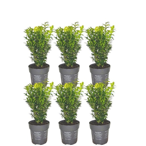 "1 meter Buxus Sempervirens haag - ↕ 20 cm - 6 x Ø12 cm image"