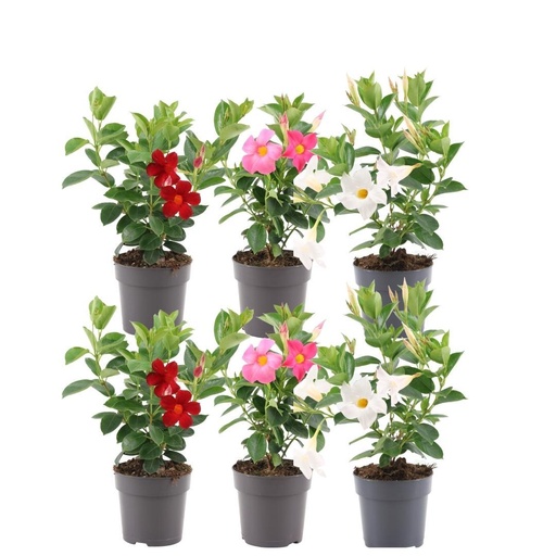 "Dipladenia Mix - 2 x Mandevilla rosa - 2 x Mandevilla weiß - 2 x Mandevilla rot Ø12 cm - ↕25 cm image"