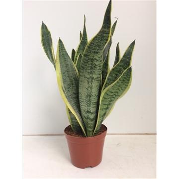 "Sansevieria Futura Superba - Ø14cm - ↕40cm image"