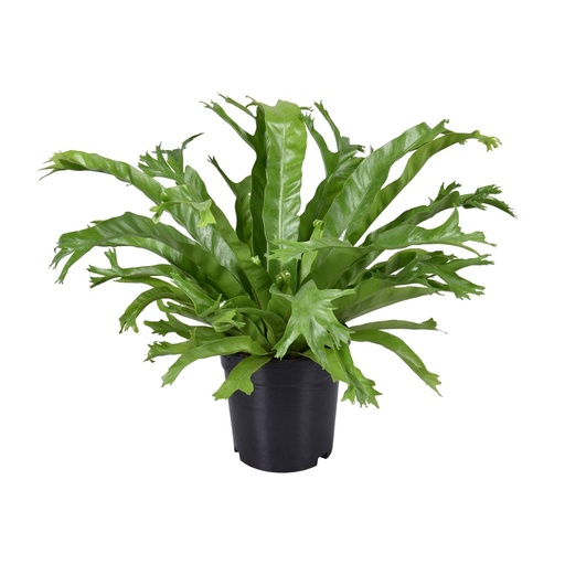 "Asplenium Nidus Crissie - Ø17cm - ↕40cm image"