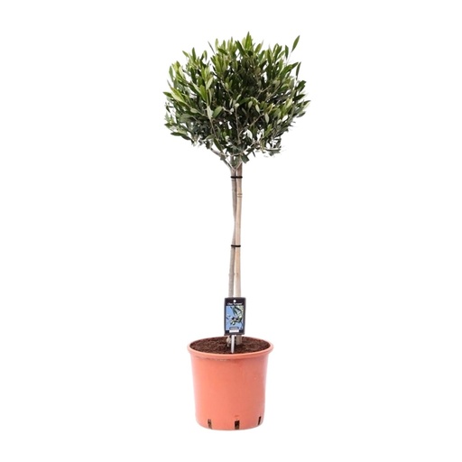 "Olea Olive - Ø22cm - ↕100cm image"