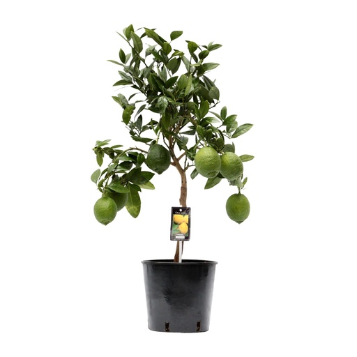 "Citrus Zitrone - Ø22cm - ↕80cm image"