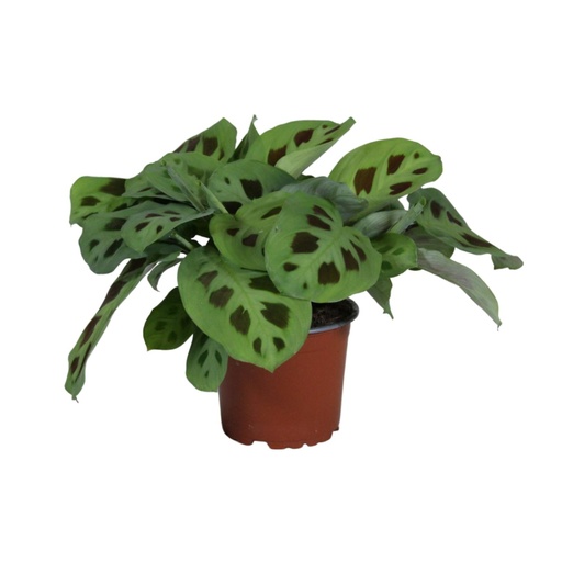 "AKTION - Maranta Leuconeura Kerchoveana - Ø12cm - ↕30cm image"