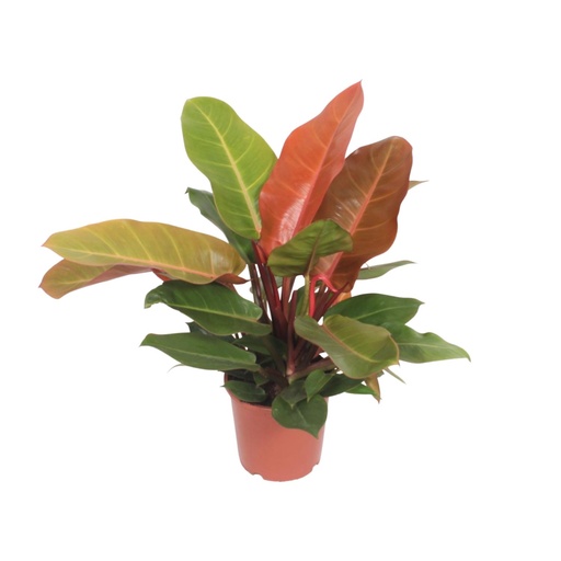 "Philodendron Prinz von Orange - Ø17cm - ↕45cm image"