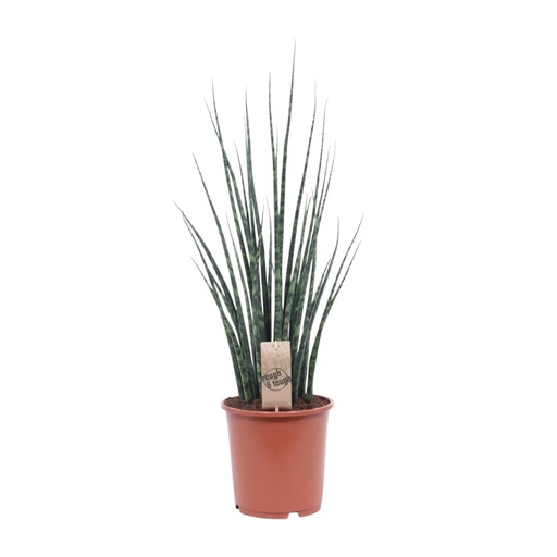 "Sansevieria Farnwald Mikado - Ø19cm - ↕80cm image"