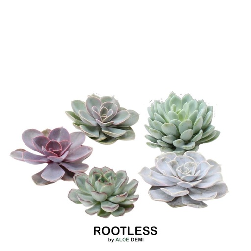"WURZELLOSE Echeveria Medium Mix Box image"