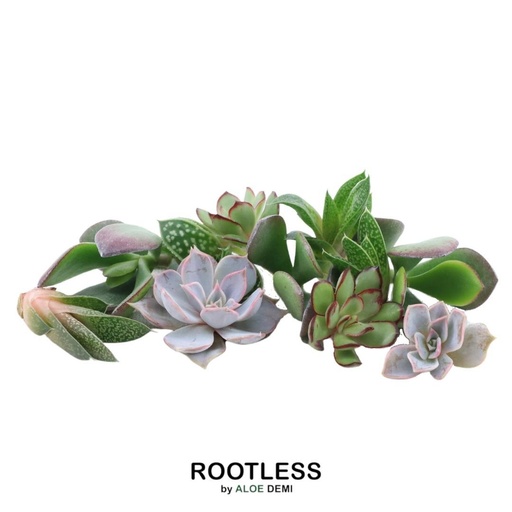 "WURZELLOSE Echeveria Mini Mix Box image"