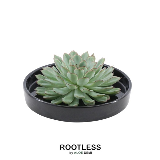 "ROOTLESS Succulent Echeveria Pulidonis in Schale 'schwarz' Ø20 cm - ↕5 cm image"