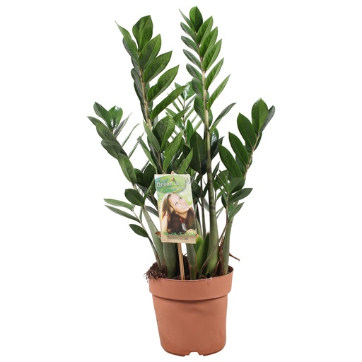 "Zamioculcas Zamiifolia - Ø17cm - ↕70cm image"