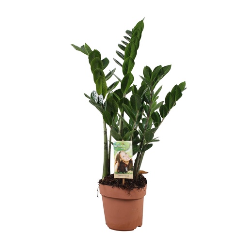 "Zamioculcas Zamiifolia - Ø17cm - ↕70cm image"