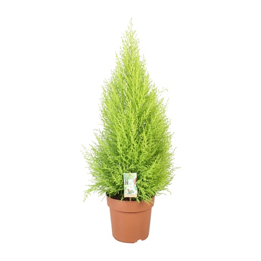 "Cupressus Goldkamm Wilma - Ø21cm - ↕90cm image"