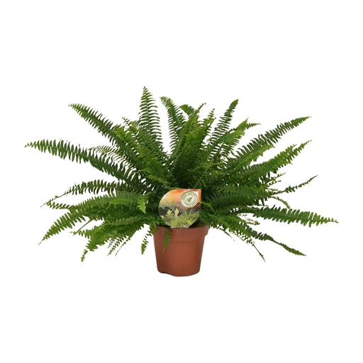 "Nephrolepis Grüne Dame - Ø17cm - ↕40cm image"