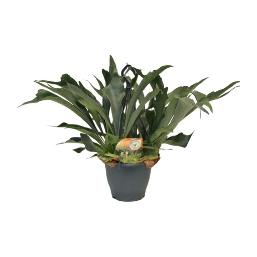 "Platycerium Bifurcatum - Ø21cm - ↕50cm image"