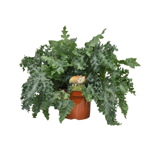 "Phlebodium Davana - Ø26cm - ↕60cm image"