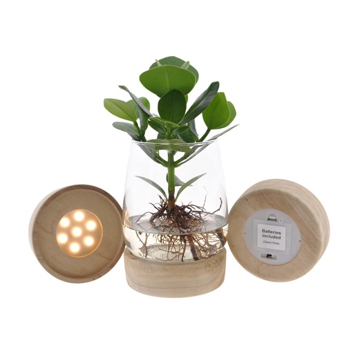 "Clusia In Kingston Glas + LED - Ø12cm - ↕30cm image"